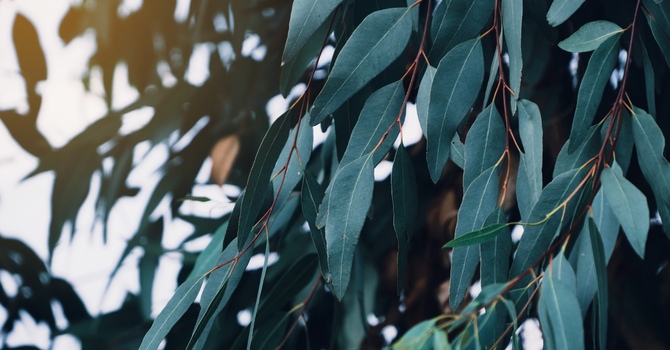 Externally Funded & Contracted Services