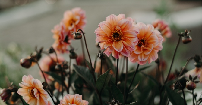 Caregiver Support & Reflection